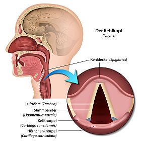 Aufbau Kehlkopf